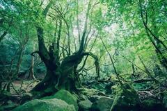 Το αρχαίο κεδρόδασος της Ιαπωνίας βγαλμένο από παραμύθι