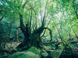Φωτογραφία για Το αρχαίο κεδρόδασος της Ιαπωνίας βγαλμένο από παραμύθι