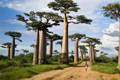 Πεθαίνουν μυστηριωδώς τα αρχαιότερα δέντρα της Αφρικής