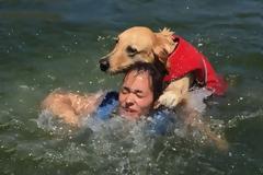 «Αξιαγάπητος» σκύλος προσπαθεί να πνίξει το αφεντικό του και γίνεται viral