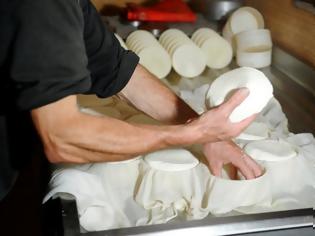 Φωτογραφία για Τυρί από γάλα γαϊδούρας αξίας 1000€/κιλό!