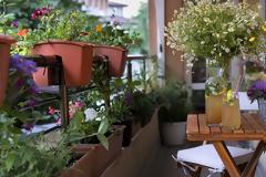 Τα καλύτερα μυρωδικά φυτά για το μπαλκόνι και την κουζίνα σου!