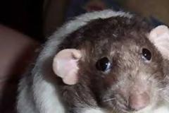 Μετέτρεψαν αρσενικά ποντίκια σε θηλυκά «παίζοντας» με το DNA τους