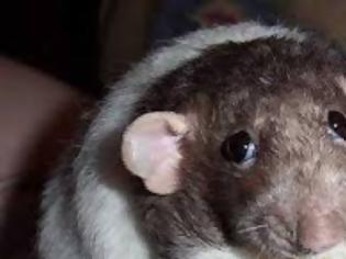 Φωτογραφία για Μετέτρεψαν αρσενικά ποντίκια σε θηλυκά «παίζοντας» με το DNA τους