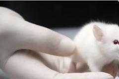 Πρωτοποριακή θεραπεία αποκατέστησε την κίνηση παράλυτων πειραματόζωων!