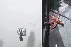 Φωτογραφίες: Καταιγίδα από... χταπόδια, αστερίες και γαρίδες στην Κίνα!