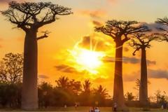 Πεθαίνουν τα παλαιότερα και μεγαλύτερα μπαομπάμπ της Αφρικής