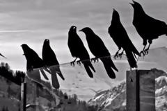 Για ποιο λόγο τα κοράκια θρηνούν τους νεκρούς τους;