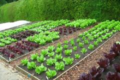 Γιατί η Νότια Ευρώπη κινδυνεύει να... ξεμείνει από λαχανικά