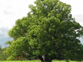 Φωτογραφία για Η χρηματιστηριακή και η οικολογική αξία ενός δέντρου
