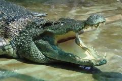 Οι κροκόδειλοι κοιμούνται με το 1 μάτι ανοιχτό. Γιατί;