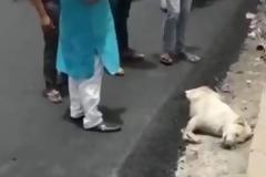 Φρίκη: Ασφαλτόστρωσαν σκύλο που κοιμόταν στην άκρη του δρόμου [video]
