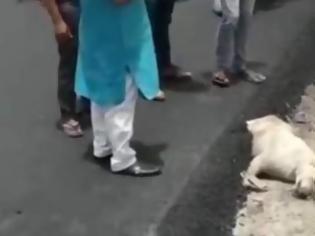 Φωτογραφία για Φρίκη: Ασφαλτόστρωσαν σκύλο που κοιμόταν στην άκρη του δρόμου [video]