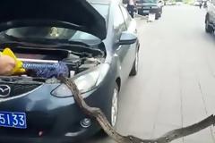 Τετράμετρος πύθωνας βρέθηκε κρυμμένος σε μηχανή αυτοκινήτου