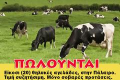 Πωλούνται 20 αγελάδες στην περιοχή ΠΑΛΑΙΡΟΥ Αιτωλοακαρνανίας