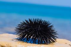 Βήμα-βήμα τι πρέπει να κάνετε αν πατήσετε αχινό