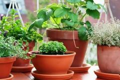 Τρία φυτά που απωθούν τα κουνούπια