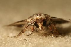 Πώς θα προστατέψετε τα χαλιά σας από τον σκόρο;