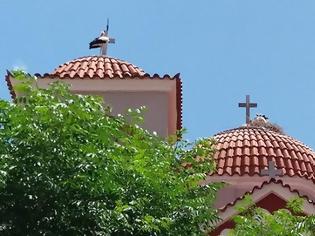 Φωτογραφία για Καλύβια: Τα πελαργάκια της εκκλησίας… (φωτο)