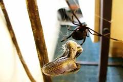 Εφιάλτης! Δείτε τι συμβαίνει αν σκοτώσεις μία θηλυκή αράχνη... [video]