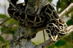 Φρίκη: Πύθωνας οκτώ μέτρων έφαγε ζωντανή μητέρα δύο παιδιών