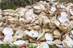 Μία γυναίκα ζητούσε κοχύλια από τους ψαράδες. Δεν μπορούσαν όμως να φανταστούν το λόγο…