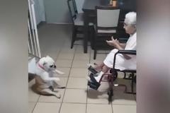 Σκύλος και γιαγιά σε τρελά κέφια! Χορεύουν και τραγουδούν!