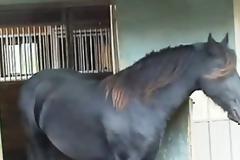 Δεν φαντάζονταν τι συμβαίνει όταν κάθε βράδυ τα άλογα έφευγαν από το στάβλο! [video]