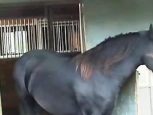 Φωτογραφία για Δεν φαντάζονταν τι συμβαίνει όταν κάθε βράδυ τα άλογα έφευγαν από το στάβλο! [video]
