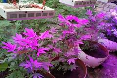 Το θερμοκήπιο με τα χιλιάδες δενδρύλλια κάνναβης ήταν μόνο η...αρχή