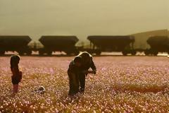 ΑΠΙΣΤΕΥΤΟ! Άνθισε η Έρημος! [photos]