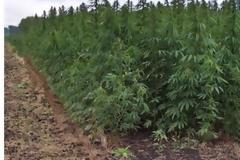 Εξαρθρώθηκε κύκλωμα που διακινούσε κάνναβη σε Ιόνιο & Αιγαίο – Ψάχνουν τη φυτεία στη Ζάκυνθο