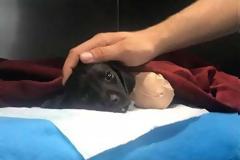 Η βάναυση κακοποίηση ενός κουταβιού σόκαρε την Τουρκία και άλλαξε την πολιτική ατζέντα των εκλογών - Σκληρές εικόνες