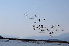 Μέτρα για την λαθραλιεία στον Αμβρακικό