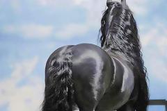 Από πίσω μοιάζει με ένα συνηθισμένο άλογο - Μόλις όμως γυρίσει θα εντυπωσιαστείτε από την σπάνια ομορφιά του [photos]