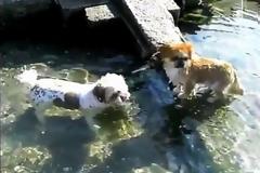 Επιτρέπονται τελικά τα σκυλιά στη θάλασσα;