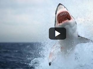 Φωτογραφία για Αυτά είναι τα είδη καρχαριών στην Ελλάδα [video]