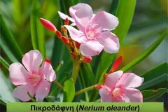 Προσοχή - Αυτά είναι τα πιο δηλητηριώδη φυτά στην Ελλάδα... [video]