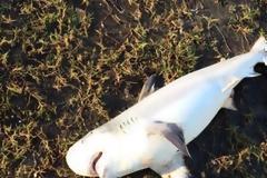 ΕΦΙΑΛΤΗΣ! Βρήκε καρχαρία στην αυλή της! [photos]