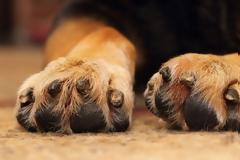 Γιατί ο σκύλος μου 