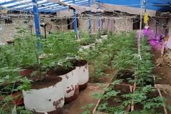 Ανεπάγγελτοι ... Κροίσοι με πολυτελή βίο και φόντο τα θερμοκήπια με τα χασισόδεντρα !