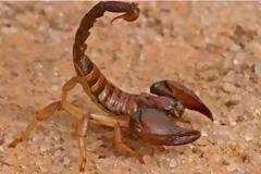 Τι πρέπει να κάνετε εάν σας τσιμπήσει σκορπιός