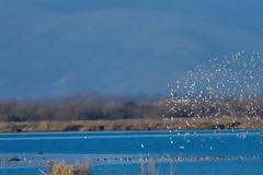 Μέτρα για την λαθραλιεία στον Αμβρακικό