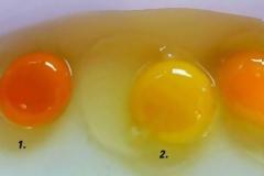 Κρόκος αυγού: Ποιος από τους τρεις σας φαίνεται πιο υγιεινός;