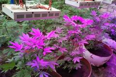 Ανεπάγγελτοι ... Κροίσοι με πολυτελή βίο και φόντο τα θερμοκήπια με τα χασισόδεντρα !