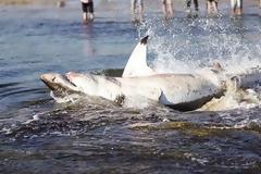 Απίστευτο περιστατικό! Λευκός καρχαρίας στραβοκατάπιε θαλάσσιο λέοντα και να τι έπαθε... [video]