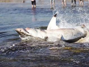 Φωτογραφία για Απίστευτο περιστατικό! Λευκός καρχαρίας στραβοκατάπιε θαλάσσιο λέοντα και να τι έπαθε... [video]