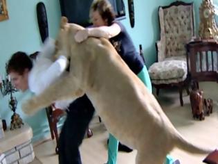 Φωτογραφία για ΣΟΚ: Λιοντάρι τον έφαγε μπροστά στα μάτια της μάνα του... [video]