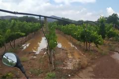 Η βροχή «έπνιξε» τις καλλιέργειες στη Μεσαρά (βίντεο)