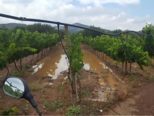 Φωτογραφία για Η βροχή «έπνιξε» τις καλλιέργειες στη Μεσαρά (βίντεο)